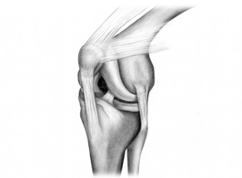 Human Knee