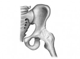 Human Hip